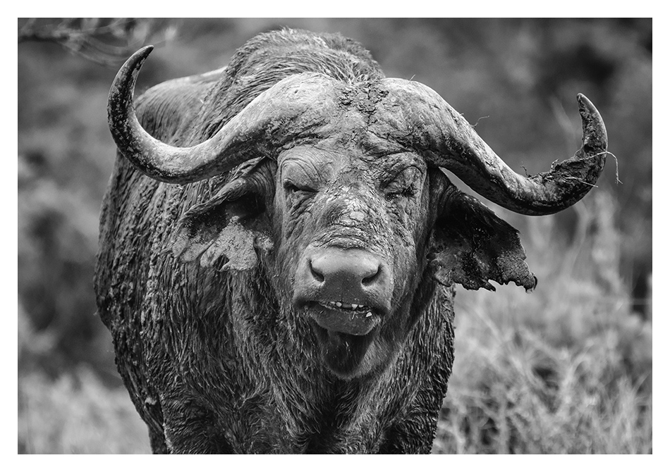 Wildlife in Monochrome
